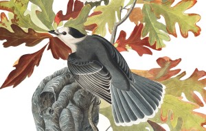 Canada Jay illustration by audubon