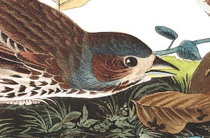 Fox coloured sparrow illustration by audubon