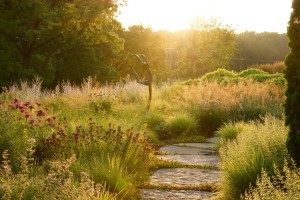 sunset in meadow