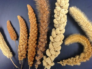 Millets_4624_Millet diversity-small