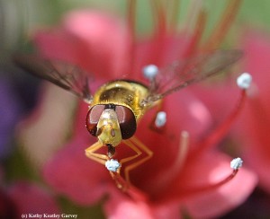 a syrphid (aka flower fly or hover fly) on tower of jewels (Echium wildpretii)