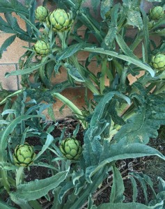 artichokes