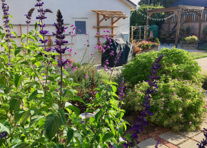 Sage and vegetable garden