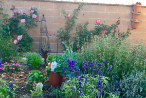 blue kitchen garden