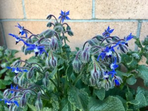 borage