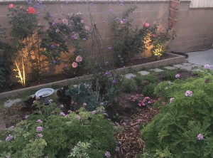 kitchen garden at night