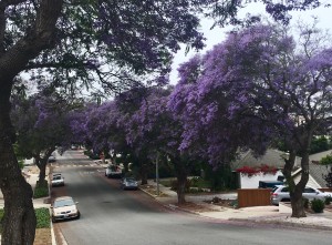 Jacaranda trees