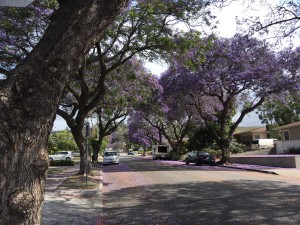 more jacaranda