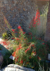 Coral_Fountain_Russelia_equisetiformis