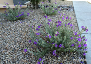 remophila_hygrophana_Blue_Bells