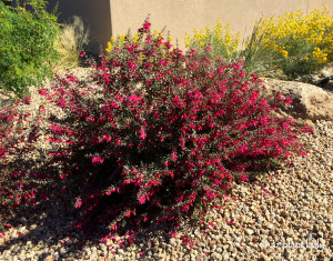 Valentine_Bush_Eremophila_Maculata