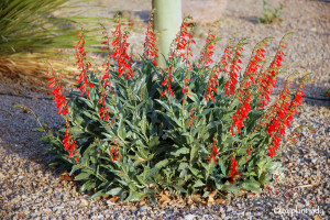 firecracker_Penstemon_eatonii