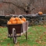Thumbnail image for Pumpkins Continue to Delight