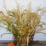 Thumbnail image for The Corn Harvest