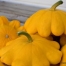 Thumbnail image for Patison Golden Marbre Scallop Squash for Summer and Winter