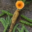 Thumbnail image for Five Cool-Season Vegetables To Grow From Seed