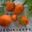 Thumbnail image for ‘Paris Market’ Carrots are Round Delights