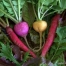 Thumbnail image for Grow: Greens, Radishes, Tomatoes, Peppers, Eggplants