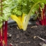 Thumbnail image for Grow Food in Small Spaces
