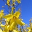 Thumbnail image for When the Forsythia Blooms, Prune Roses