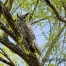 Thumbnail image for Great Horned Owls, Porcupines and Earth Day