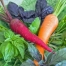 Thumbnail image for Grow: Peas, Carrots and Salad Greens