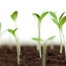 Thumbnail image for Growing Food From Seeds