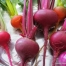 Thumbnail image for Growing Beets in the Garden