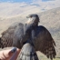 Thumbnail image for A Tour of Idaho Bird Observatory