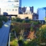 Thumbnail image for The High Line Takes Root in New York City
