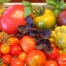 Thumbnail image for A Quick Guide to Growing Healthy Tomatoes