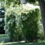 Thumbnail image for Creating a Lattice Trellis Garden at Your Home
