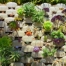 Thumbnail image for Vertical Succulent Garden Saves Space, Looks Great