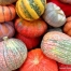 Thumbnail image for Unusual Pumpkins, Winter Squashes, Gourds