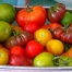 Thumbnail image for Tomato Tips