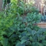 Thumbnail image for Vegetable Garden Tips for Healthy Foods